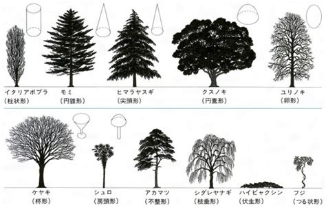 樹型種類|樹